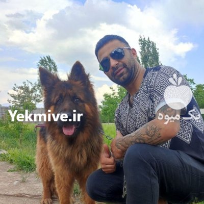 ژرمن شپرد شولاین فروش سگ ژرمن در شهرجدید هشتگرد در گروه سگ و گربه در یکمیوه -عکس2