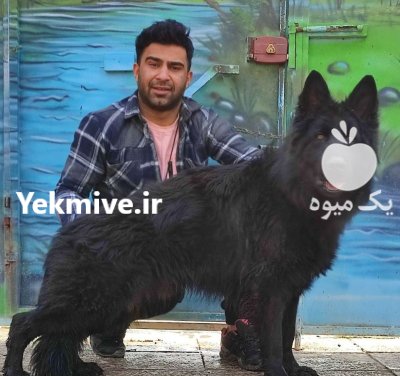 ژرمنشپرد فروش سگ ژرمنشپرد در تهران در گروه سگ و گربه در یکمیوه -عکس2