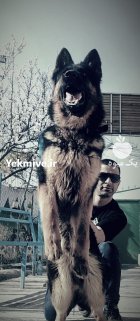 ژرمنشپرد فروش سگ ژرمنشپرد در تهران در گروه سگ و گربه در یکمیوه
