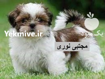 فروش سگ شیتزو تریر خرید فروش در رباط کریم در گروه سگ و گربه در یکمیوه -عکس1
