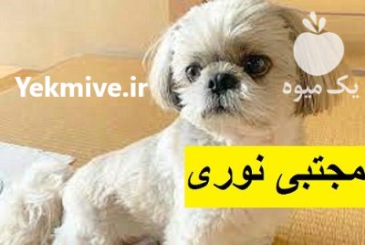 فروش سگ شیتزو تریر خرید فروش در رباط کریم در گروه سگ و گربه در یکمیوه -عکس2