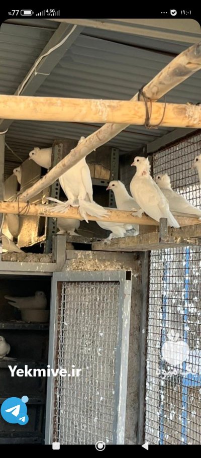 50 عدد کبوتر یاهو در داودآباد در گروه خرید و فروش انواع پرنده در یکمیوه -عکس1