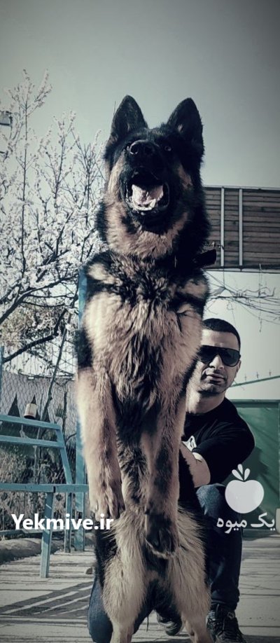 ژرمنشپهرد فروش سگفروش توله سگژرمن در تهران در گروه سگ و گربه در یکمیوه -عکس1