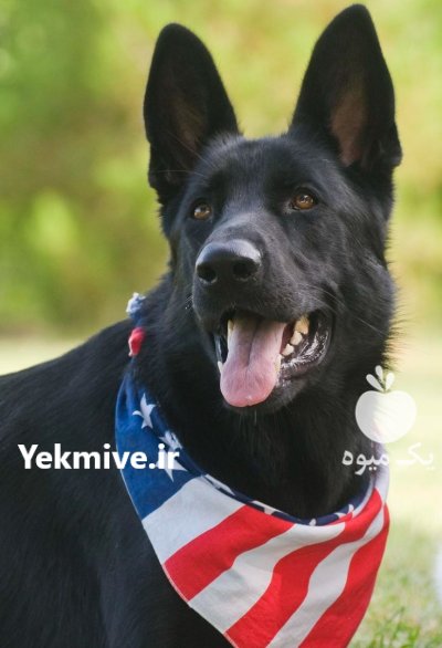 ژرمنشپهرد فروش سگفروش توله سگژرمن در تهران در گروه سگ و گربه در یکمیوه -عکس2