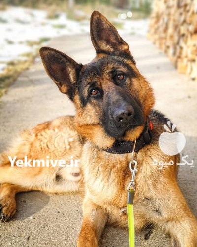 ژرمنشپهرد فروش سگفروش توله سگژرمن در تهران در گروه سگ و گربه در یکمیوه -عکس3