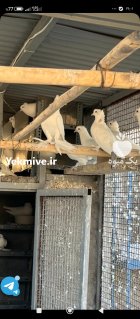 50 عدد کبوتر یاهو در داودآباد در گروه خرید و فروش انواع پرنده در یکمیوه