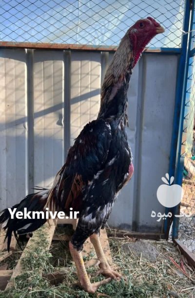 لاری اوشامو آلمانی وارداتی شش دنگ در اسلامشهر در گروه مرغ و خروس و بوقلمون و اردک قو قاز در یکمیوه -عکس1
