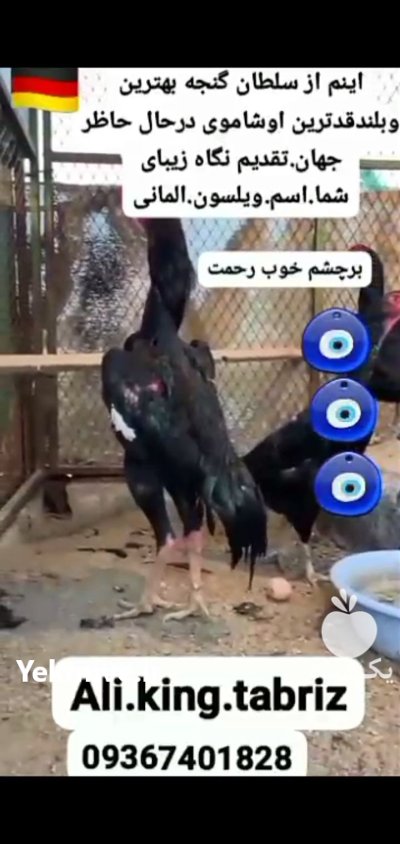 لاری اوشامو آلمانی وارداتی شش دنگ در اسلامشهر در گروه مرغ و خروس و بوقلمون و اردک قو قاز در یکمیوه -عکس2