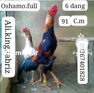 لاری اوشامو آلمانی وارداتی شش دنگ در اسلامشهر در گروه مرغ و خروس و بوقلمون و اردک قو قاز در یکمیوه -عکس3