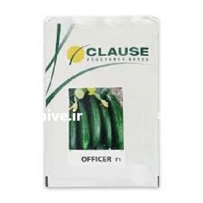بذر خیار آفیسر کلوز در چهارباغ در گروه خرید و فروش بذر خیار در یکمیوه -عکس1