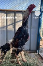 لاری اوشامو آلمانی وارداتی شش دنگ در اسلامشهر در گروه مرغ و خروس و بوقلمون و اردک قو قاز در یکمیوه