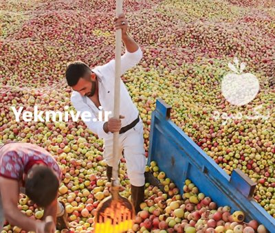 خرید و فروش ضایعات میوه سیب هلو شلیل وضایعات چوب در اردبیل در گروه خرید و فروش شلیل در یکمیوه -عکس1