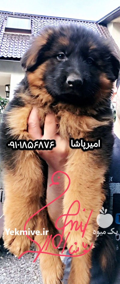 توله ژرمن اصیل حرفه ای توله در بوئین زهرا در گروه سگ و گربه در یکمیوه -عکس1