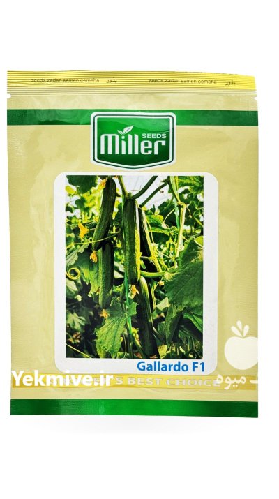 بذر خیار گلخانه ای گالاردو در خرمدره در گروه خرید و فروش بذر خیار در یکمیوه -عکس1