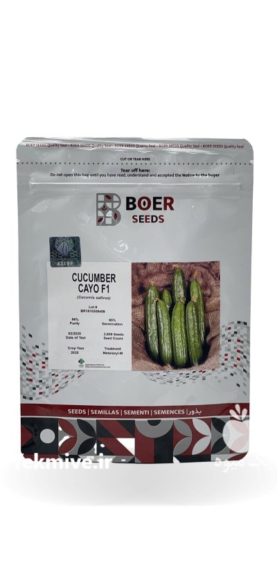 بذر خیار کایو در اسیر در گروه خرید و فروش بذر خیار در یکمیوه -عکس1