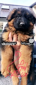 توله ژرمن اصیل حرفه ای توله در بوئین زهرا در گروه سگ و گربه در یکمیوه