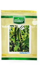 بذر خیار گلخانه ای گالاردو در خرمدره در گروه خرید و فروش بذر خیار در یکمیوه