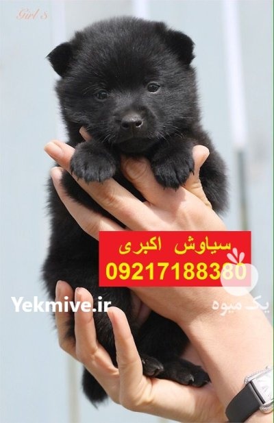 پخش سگ ژرمن شپرد اصیل در تهران در گروه سگ و گربه در یکمیوه -عکس1