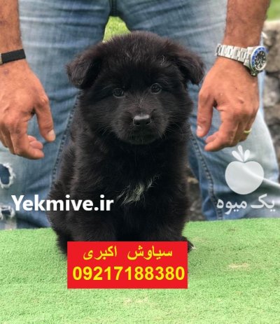 پخش سگ ژرمن شپرد اصیل در تهران در گروه سگ و گربه در یکمیوه -عکس3