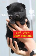 پخش سگ ژرمن شپرد اصیل در تهران در گروه سگ و گربه در یکمیوه