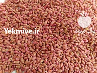 بذر باسیلو در اردبیل در گروه خرید و فروش گندم و جو در یکمیوه -عکس1