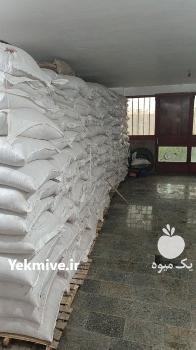 بذر باسیلو در اردبیل در گروه خرید و فروش گندم و جو در یکمیوه -عکس2