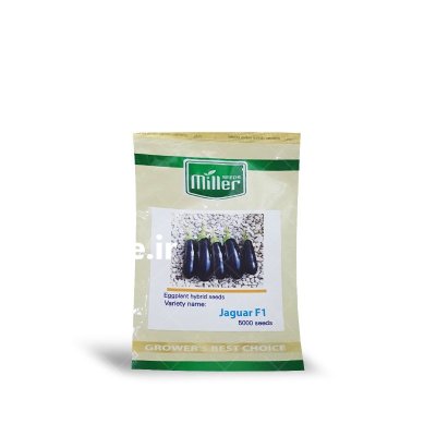 بذر بادمجان قلمی جگوار در برازجان در گروه خرید و فروش بذر بادمجان در یکمیوه -عکس1