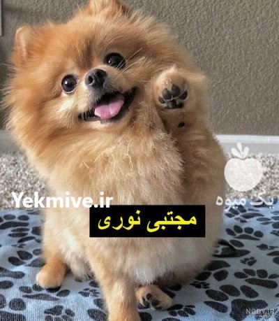 فروش منحصر به فرد توله پامرین در تهران در گروه سگ و گربه در یکمیوه -عکس1