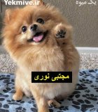 فروش منحصر به فرد توله پامرین در تهران در گروه سگ و گربه در یکمیوه