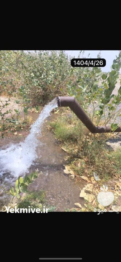 صد هکتار زمین کشاورزی با چهار در رودبار در گروه سرمایه گذار در تولید محصولات کشاورزی در یکمیوه -عکس1