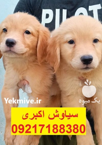 سگ گلدن رتریور تیپ اسکاتلندی در تهران در گروه سگ و گربه در یکمیوه -عکس2