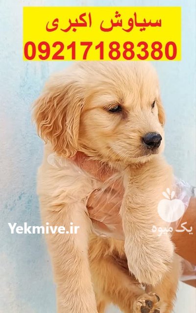 سگ گلدن رتریور تیپ اسکاتلندی در تهران در گروه سگ و گربه در یکمیوه -عکس1