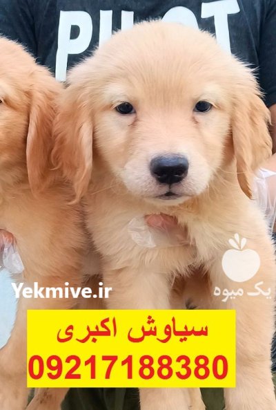 سگ گلدن رتریور تیپ اسکاتلندی در تهران در گروه سگ و گربه در یکمیوه -عکس4
