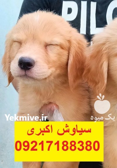 سگ گلدن رتریور تیپ اسکاتلندی در تهران در گروه سگ و گربه در یکمیوه -عکس3