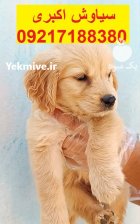 سگ گلدن رتریور تیپ اسکاتلندی در تهران در گروه سگ و گربه در یکمیوه
