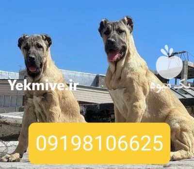 فروش سگ سرابی اصیل ایرانی در کرج در گروه سگ و گربه در یکمیوه -عکس1