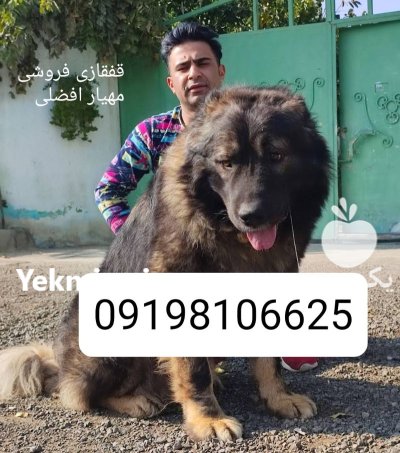 فروش سگ سرابی اصیل ایرانی در کرج در گروه سگ و گربه در یکمیوه -عکس2