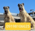 فروش سگ سرابی اصیل ایرانی در کرج در گروه سگ و گربه در یکمیوه