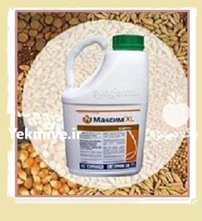 سم قارچ کش ماکسیم در ایلخچی در گروه خرید و فروش انواع سم در یکمیوه -عکس1