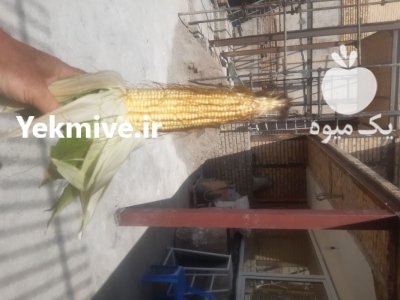 ذرت علوفه ای در کنگاور در گروه خوراک دام و طیور در یکمیوه -عکس1