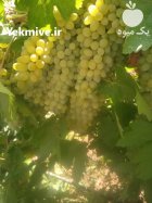 فروش عمده انگور ترکمن انگور عسگری در قادرآباد در گروه خرید و فروش انگور در یکمیوه