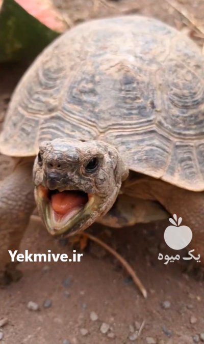 فروش لاک پشت خاکی کوچک نیشابور در خراسان رضوی در گروه حیوانات خانگی در یکمیوه -عکس2