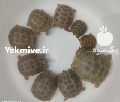 فروش لاک پشت خاکی کوچک نیشابور در خراسان رضوی در گروه حیوانات خانگی در یکمیوه -عکس3