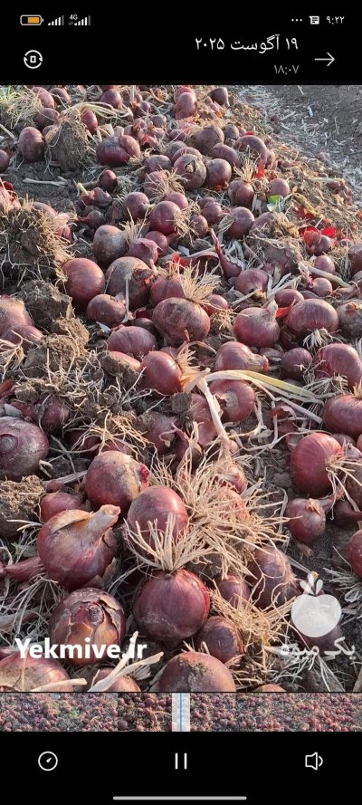 پیاز قرمز در هرسین در گروه خرید و فروش پیاز در یکمیوه -عکس1