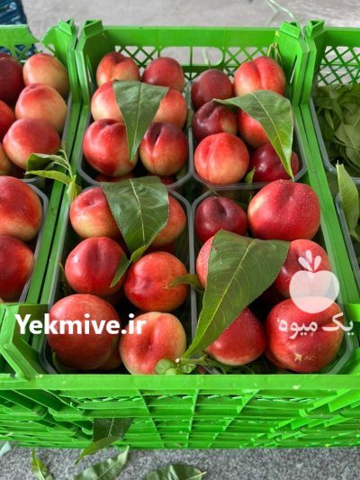 تولید توزیع انواع سبد میوه وکیوم در بابل  در گروه خرید و فروش انواع سبد در یکمیوه -عکس1