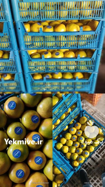 تولید توزیع انواع سبد میوه وکیوم در بابل  در گروه خرید و فروش انواع سبد در یکمیوه -عکس4