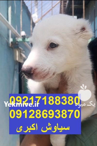 سگ الابای قدرتمند نگهبان اصیل بزرگ در تهران در گروه سگ و گربه در یکمیوه -عکس1