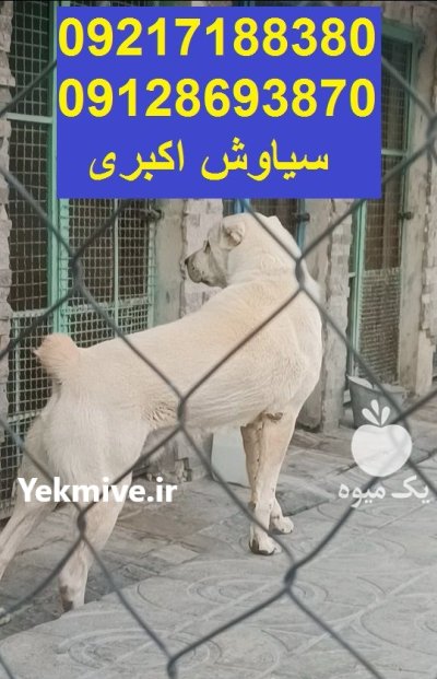 سگ الابای قدرتمند نگهبان اصیل بزرگ در تهران در گروه سگ و گربه در یکمیوه -عکس2
