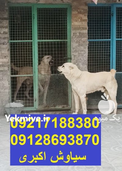 سگ الابای قدرتمند نگهبان اصیل بزرگ در تهران در گروه سگ و گربه در یکمیوه -عکس4