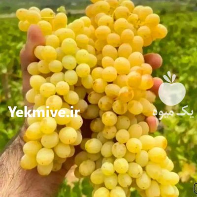 عرضه مستقیم انگور کشمشی درجه یک در قوچان در گروه خرید و فروش انگور در یکمیوه -عکس1